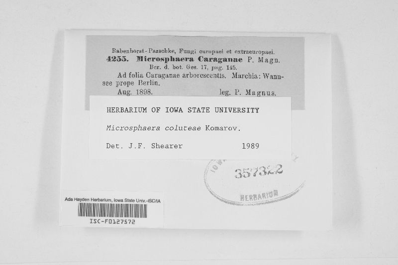 Microsphaera coluteae image