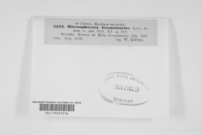Microsphaera grossulariae image