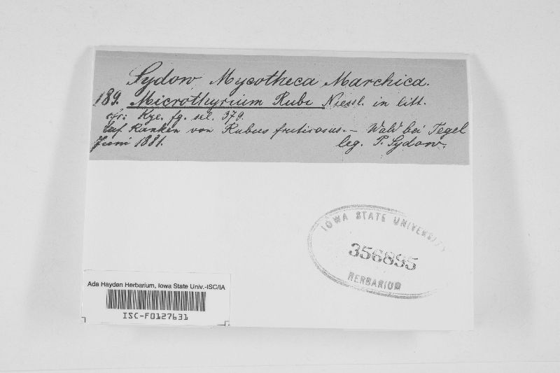 Microthyrium rubi image