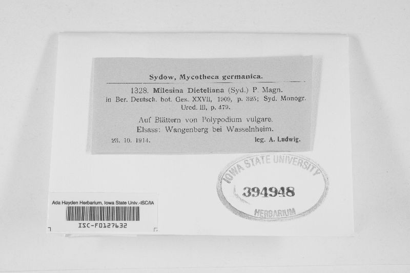Milesina dieteliana image