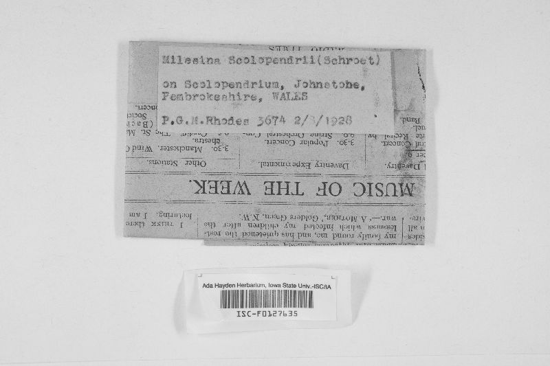 Milesina scolopendrii image