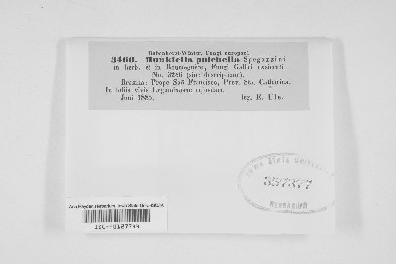 Munkiella pulchella image