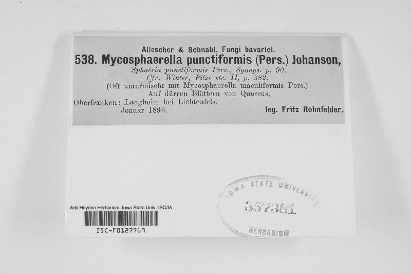 Mycosphaerella punctiformis image