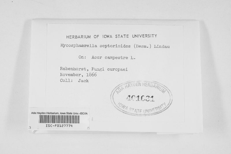 Mycosphaerella septorioides image