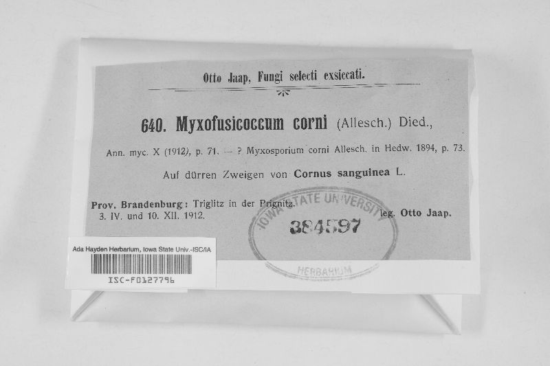 Myxofusicoccum corni image