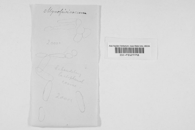 Myxofusicoccum prunicolum image