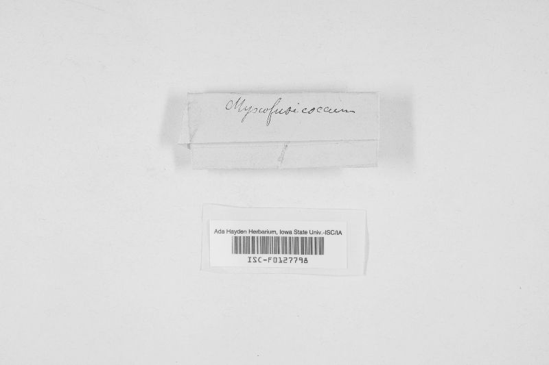 Myxofusicoccum prunicolum image