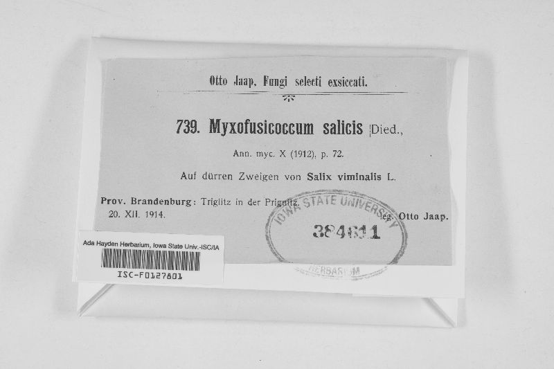 Myxofusicoccum salicis image