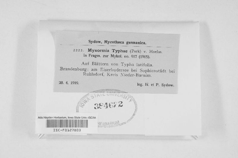 Hymenopsis typhae image