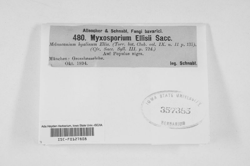 Myxosporium ellisii image