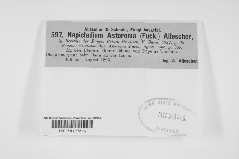 Napicladium asteroma image