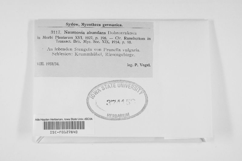 Naumovia abundans image