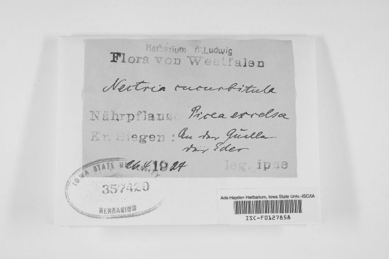 Nectria cucurbitula image