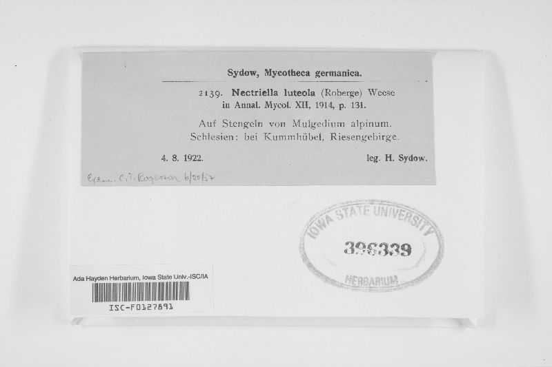 Nectriella luteola image