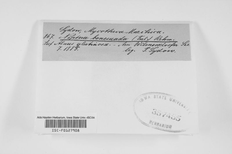 Niptera benesuada image