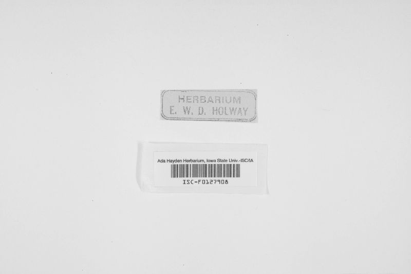 Niptera benesuada image