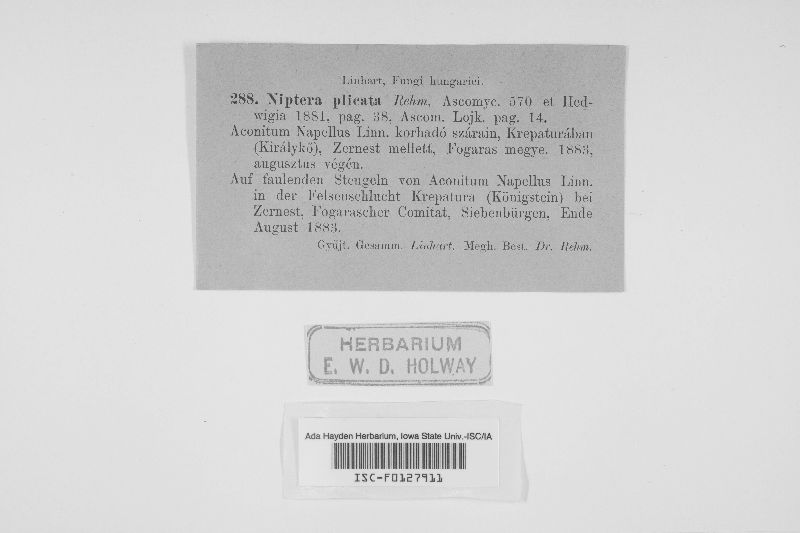 Niptera image