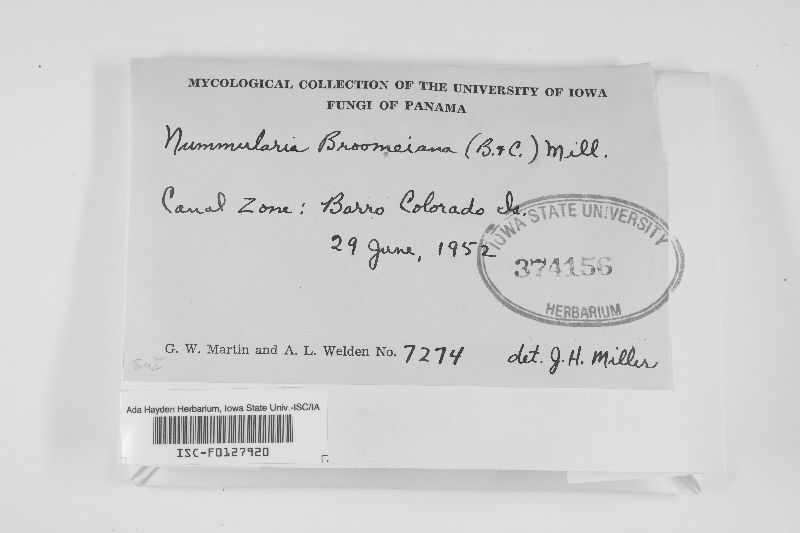 Nummularia broomeiana image