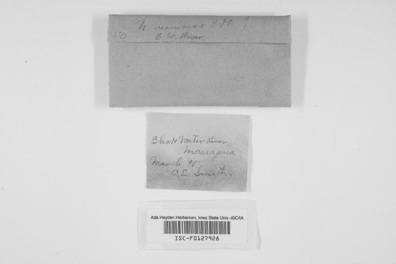 Nummularia vernicosa image