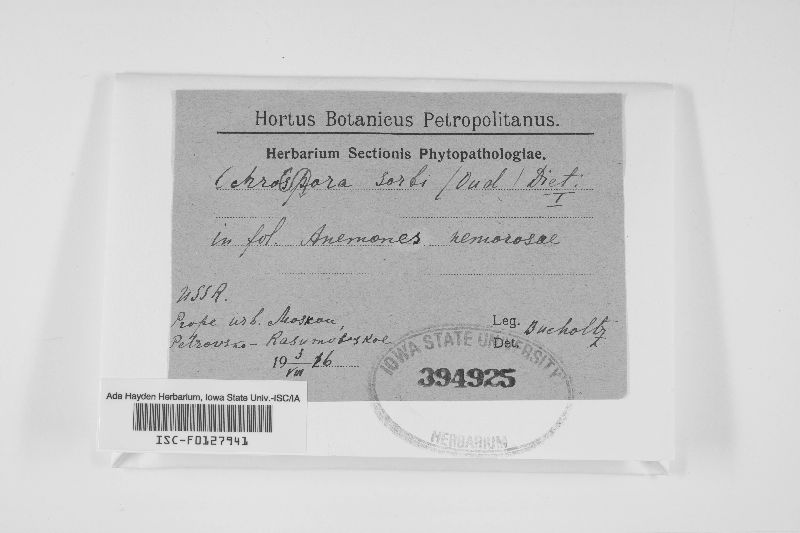 Ochropsora image