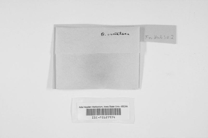 Basidioradulum crustosum image