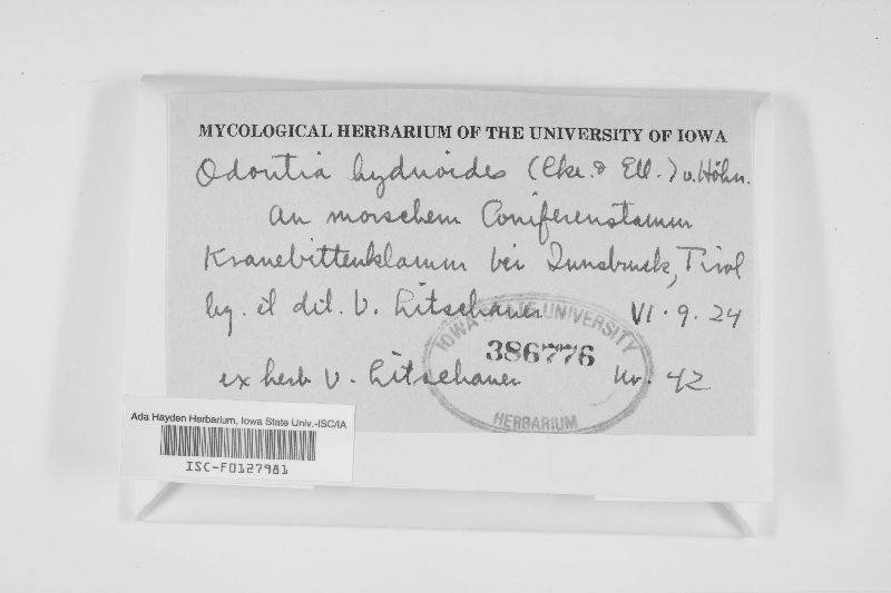 Odontia hydnoides image