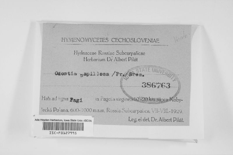 Odontia papillosa image