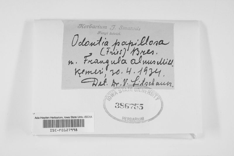 Odontia papillosa image