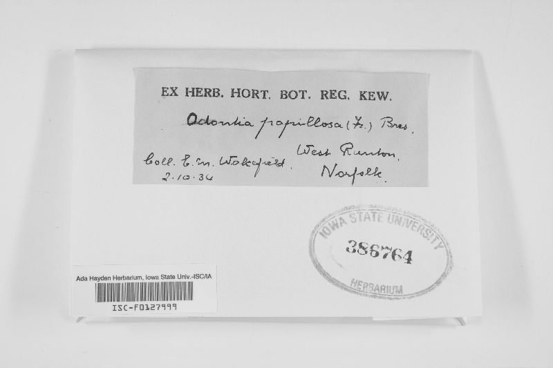 Odontia papillosa image