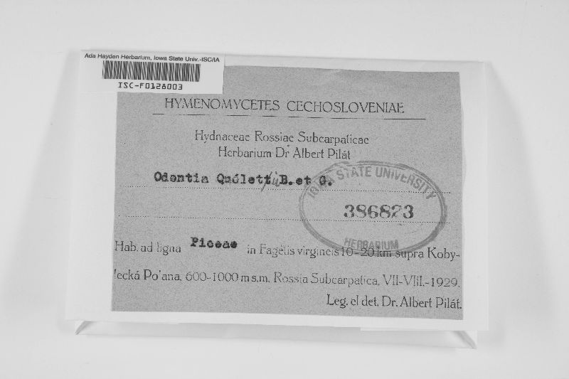 Cabalodontia queletii image