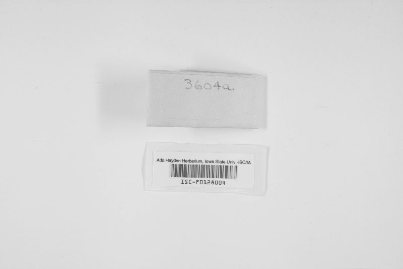 Cabalodontia queletii image