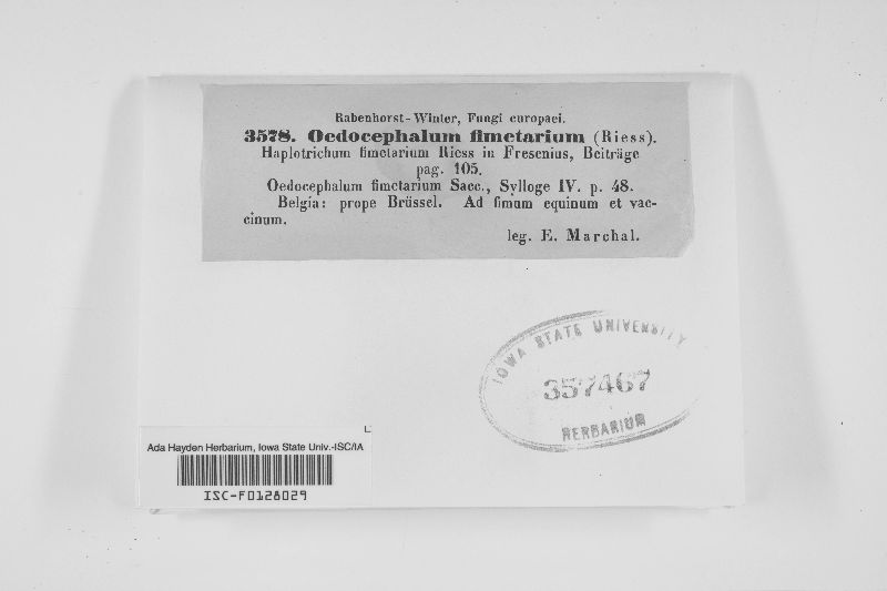 Oedocephalum fimetarium image