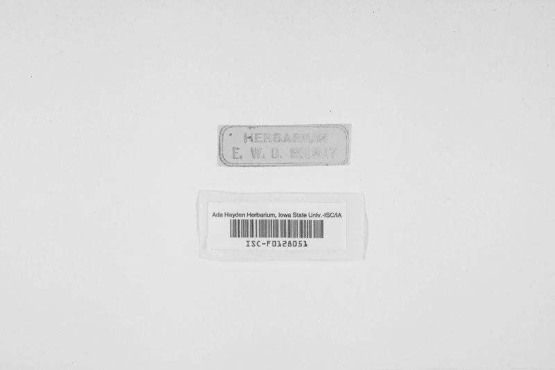 Erysiphe necator image