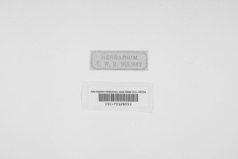 Oligoporus rubescens image