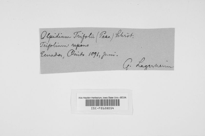 Olpidium trifolii image