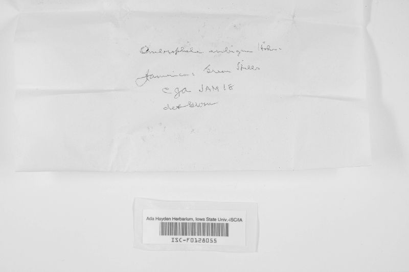 Ombrophila ambigua image