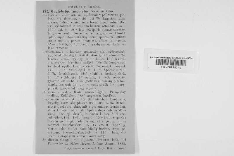 Ophiobolus niesslii image