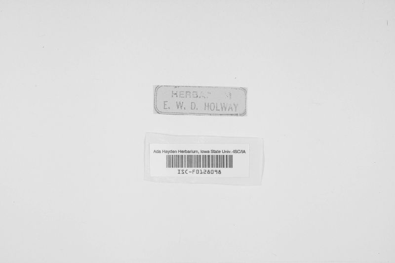 Leptospora rubella image
