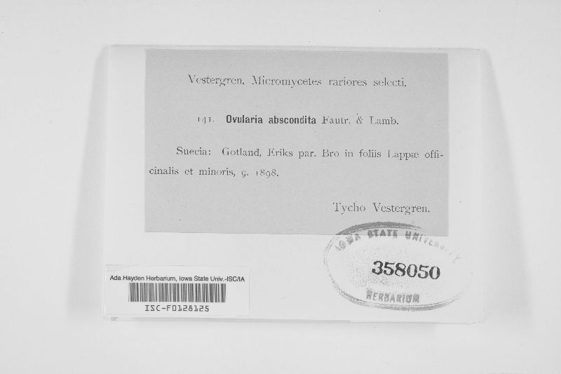 Ovularia abscondita image