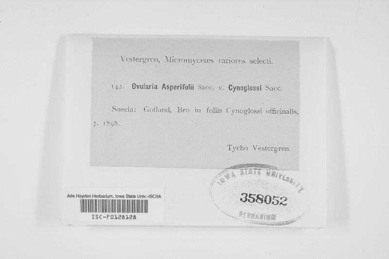 Ovularia asperifolii var. cynoglossi image