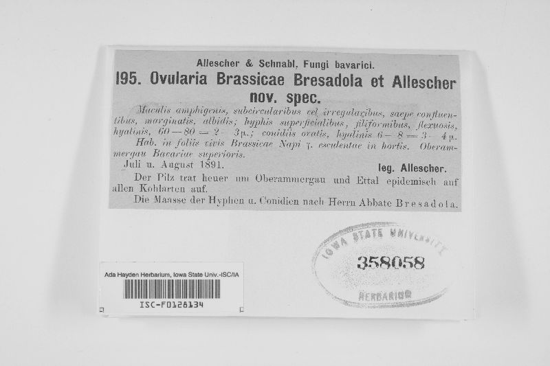 Ovularia brassicae image