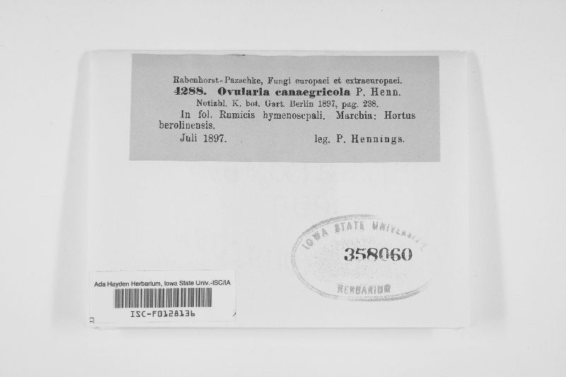 Ovularia canaegricola image