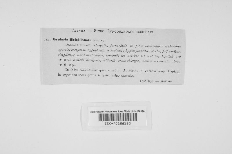 Ovularia holci-lanati image