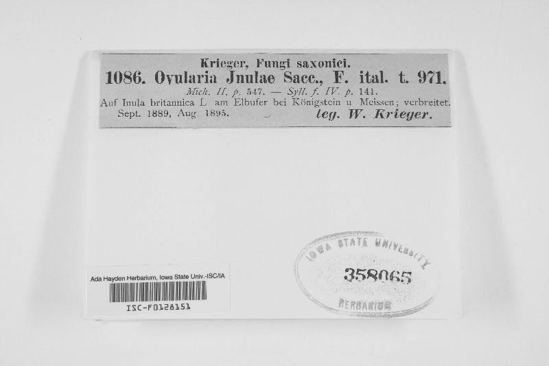 Ovularia inulae image