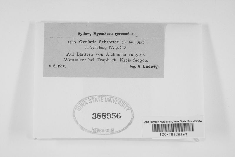 Ovularia schroeteri image