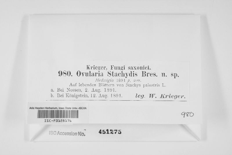 Ovularia stachydis image