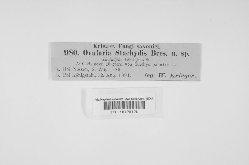 Ovularia stachydis image