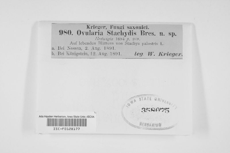 Ovularia stachydis image
