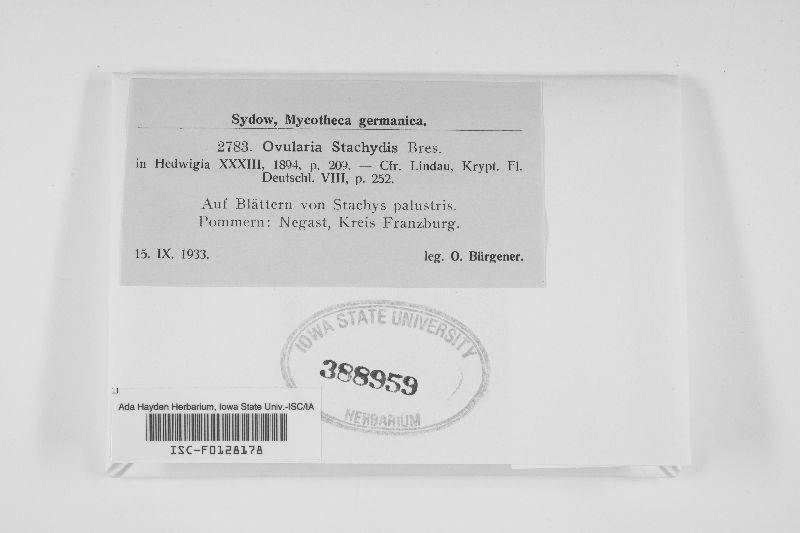 Ovularia stachydis image