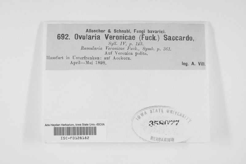Ovularia veronicae image